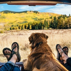 Things to Consider Before You Plan to Travel with Your Pet